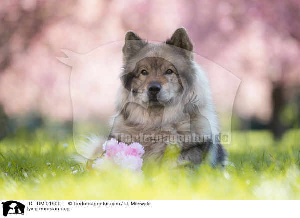 liegender Eurasier / lying eurasian dog / UM-01900