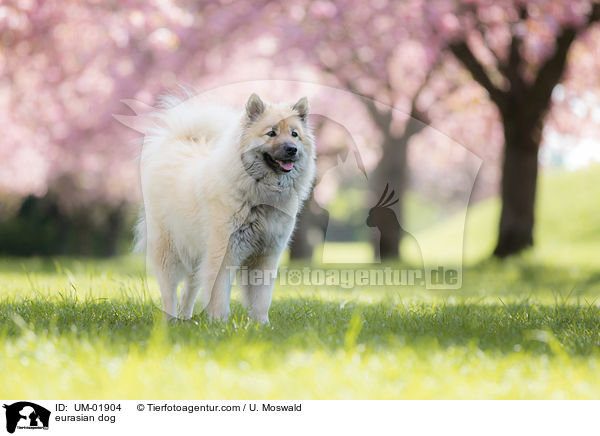 Eurasier / eurasian dog / UM-01904