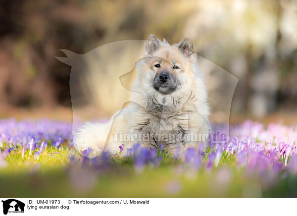 lying eurasian dog / UM-01973