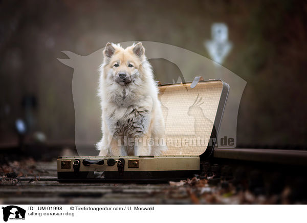 sitzender Eurasier / sitting eurasian dog / UM-01998