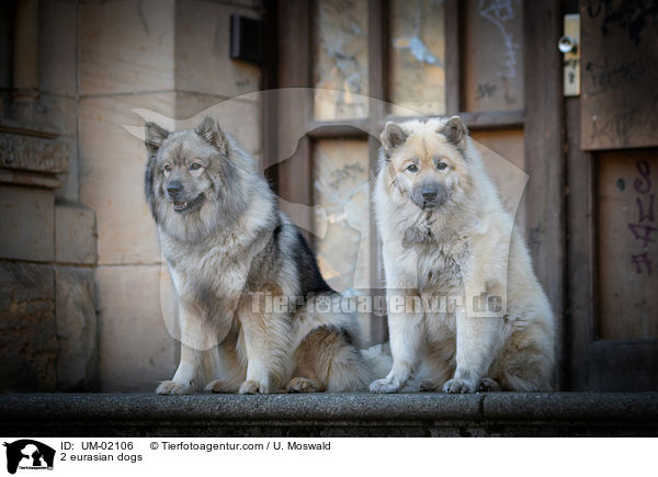 2 eurasian dogs / UM-02106