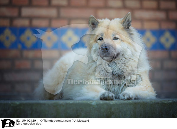 lying eurasian dog / UM-02129
