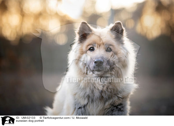 eurasian dog portrait / UM-02133