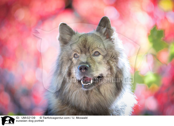 eurasian dog portrait / UM-02139