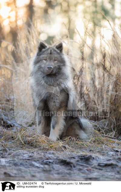 sitzender Eurasier / sitting eurasian dog / UM-02474