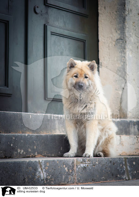 sitting eurasian dog / UM-02533