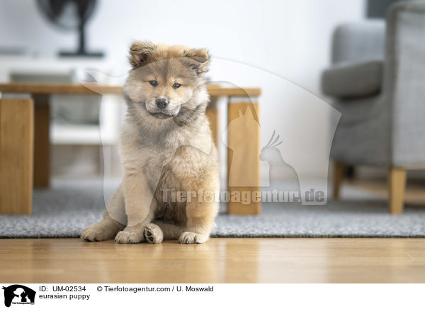 Eurasier Welpe / eurasian puppy / UM-02534