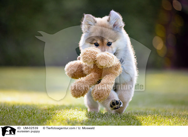 Eurasier Welpe / eurasian puppy / UM-02539