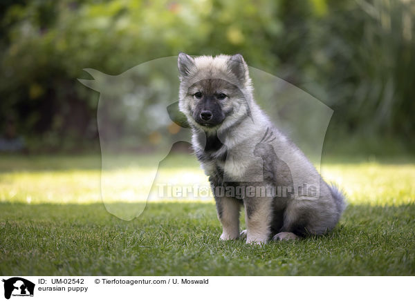 Eurasier Welpe / eurasian puppy / UM-02542
