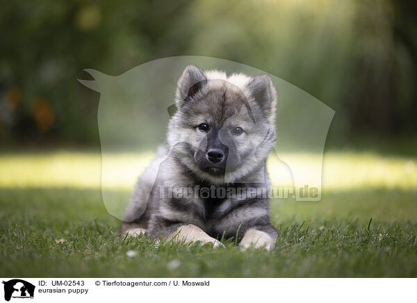 Eurasier Welpe / eurasian puppy / UM-02543