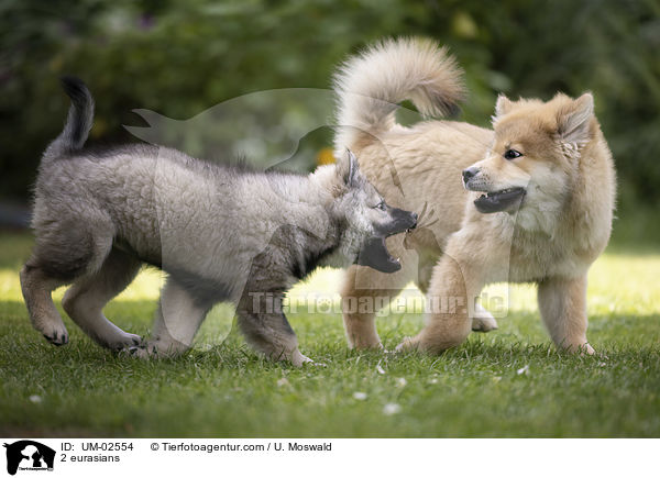 2 Eurasier / 2 eurasians / UM-02554