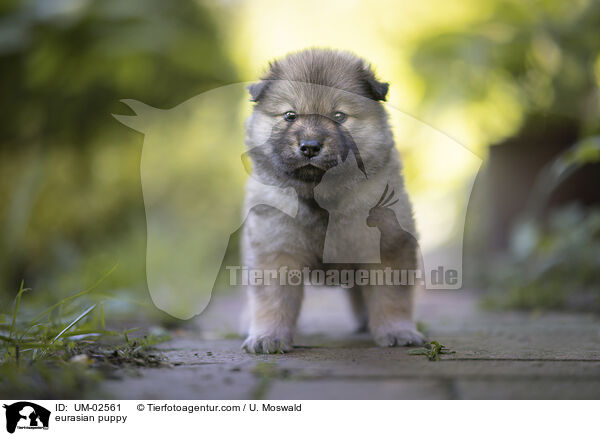 Eurasier Welpe / eurasian puppy / UM-02561