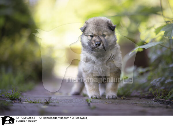 Eurasier Welpe / eurasian puppy / UM-02563