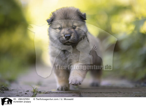 eurasian puppy / UM-02564