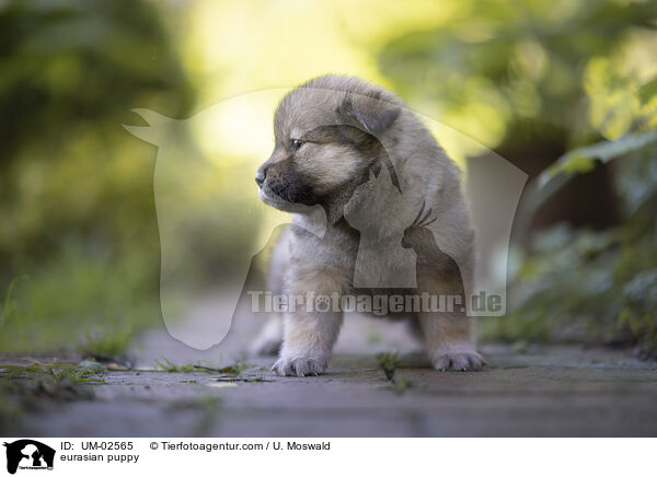 eurasian puppy / UM-02565