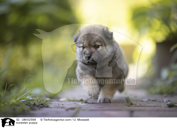 eurasian puppy / UM-02568