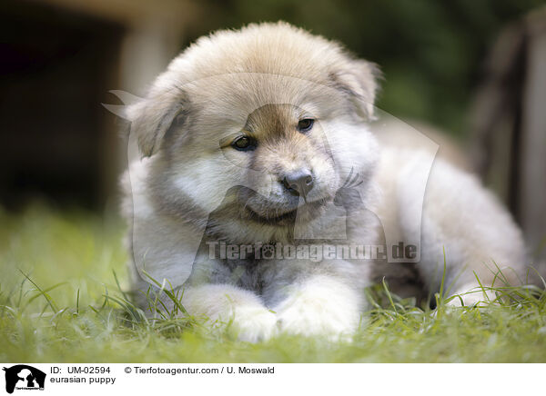 eurasian puppy / UM-02594