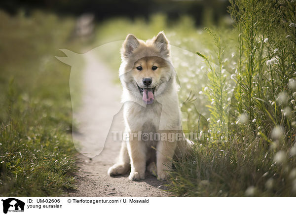 junger Eurasier / young eurasian / UM-02606