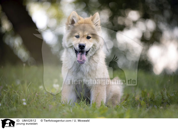 junger Eurasier / young eurasian / UM-02612