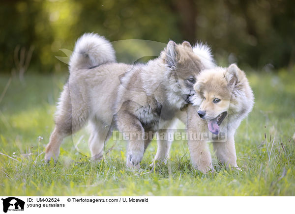 junge Eurasier / young eurasians / UM-02624