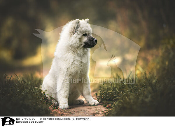 Eurasian dog puppy / VH-01730