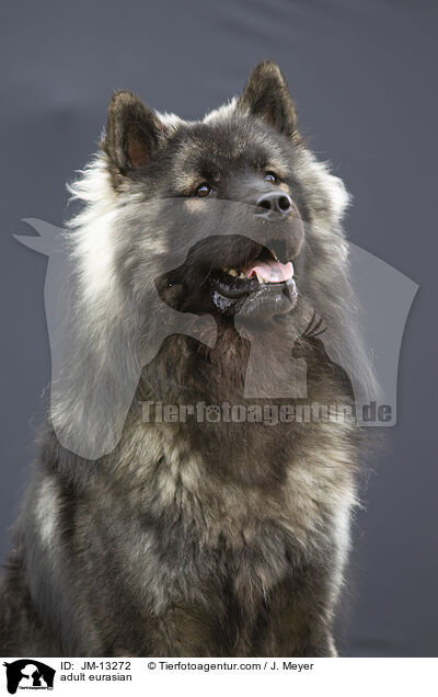 ausgewachsener Eurasier / adult eurasian / JM-13272