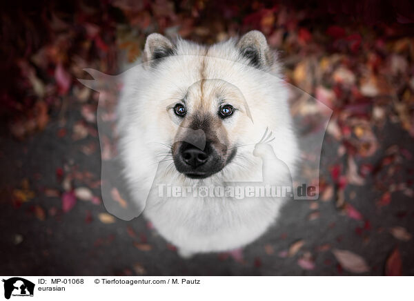 Eurasier / eurasian / MP-01068