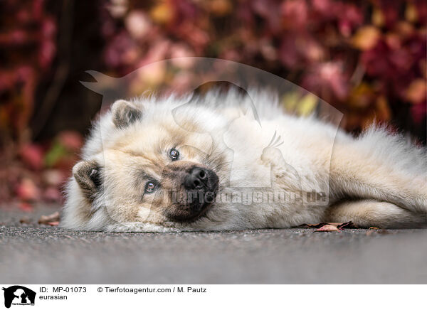Eurasier / eurasian / MP-01073