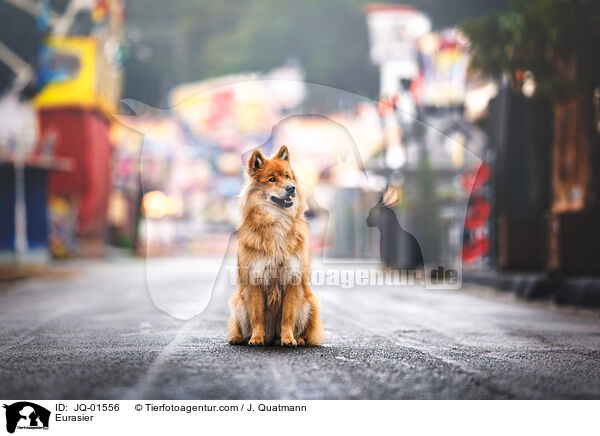 Eurasier / Eurasier / JQ-01556