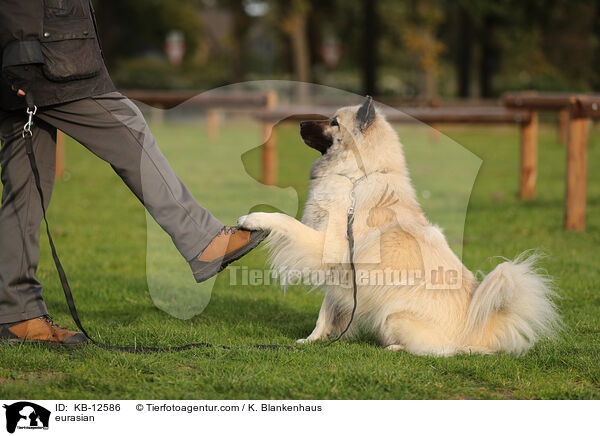 Eurasier / eurasian / KB-12586