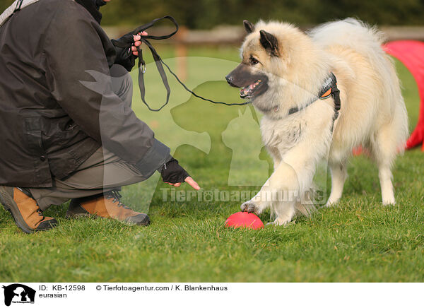 Eurasier / eurasian / KB-12598