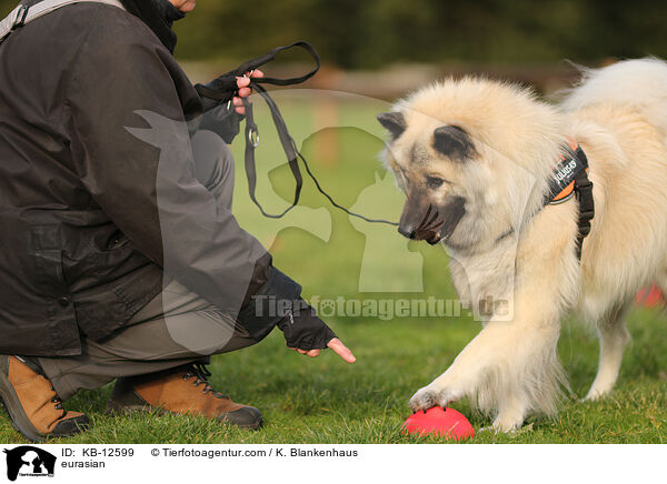 Eurasier / eurasian / KB-12599