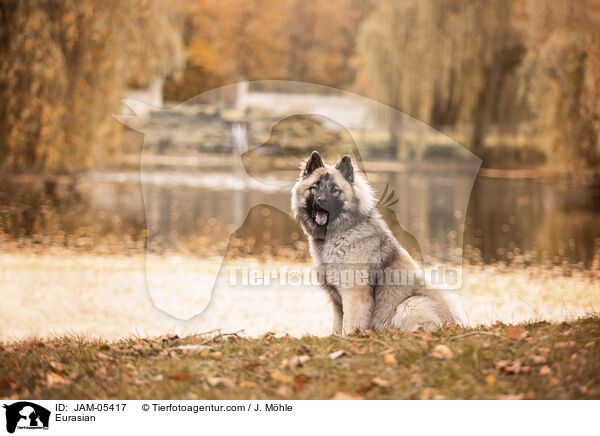 Eurasier / Eurasian / JAM-05417