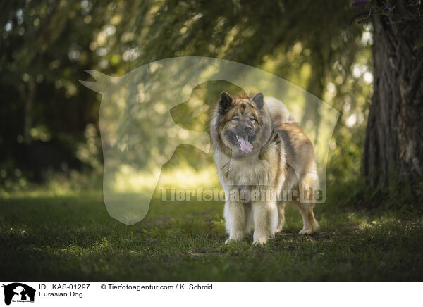 Eurasier / Eurasian Dog / KAS-01297
