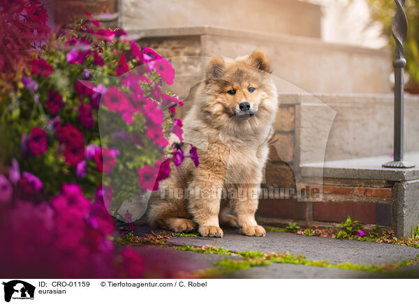 Eurasier / eurasian / CRO-01159