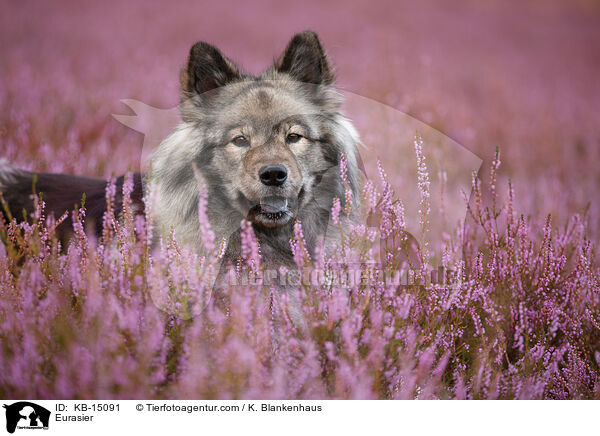 Eurasier / Eurasier / KB-15091
