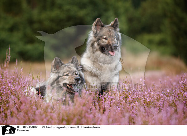 Eurasier / Eurasier / KB-15092