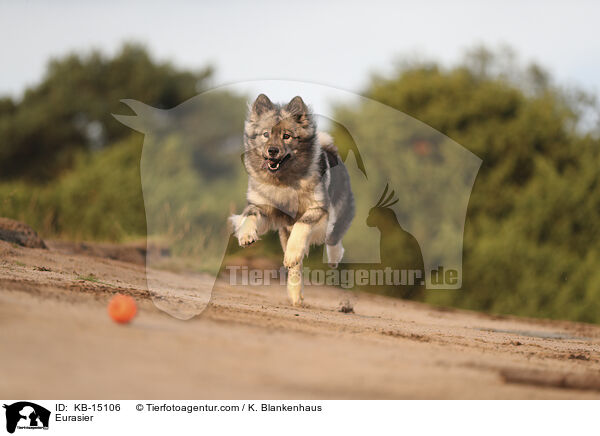 Eurasier / Eurasier / KB-15106