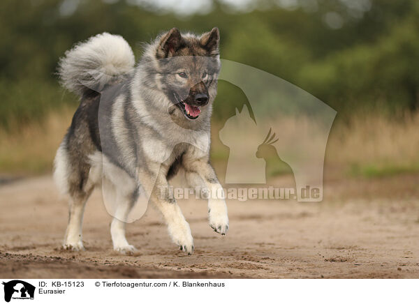 Eurasier / Eurasier / KB-15123
