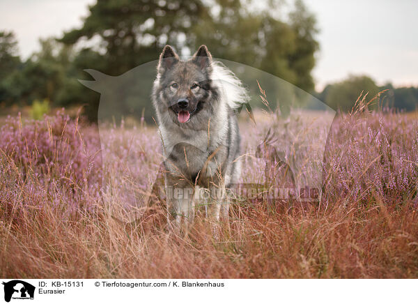 Eurasier / Eurasier / KB-15131