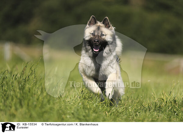Eurasier / Eurasier / KB-15534