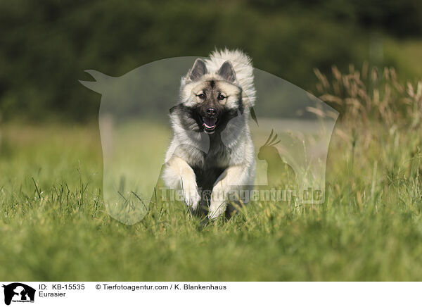 Eurasier / Eurasier / KB-15535