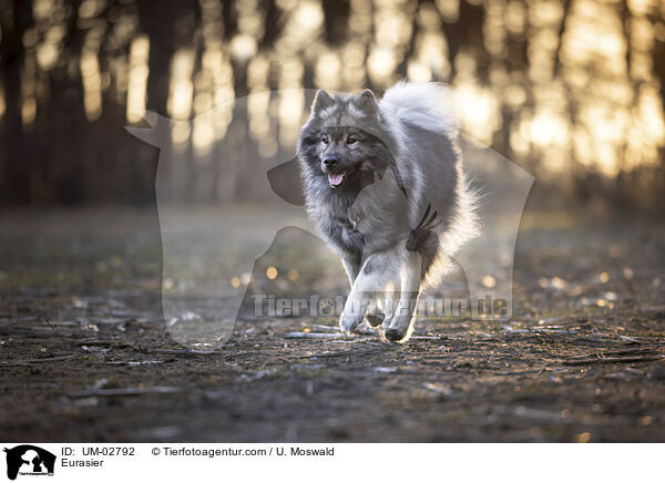 Eurasier / Eurasier / UM-02792
