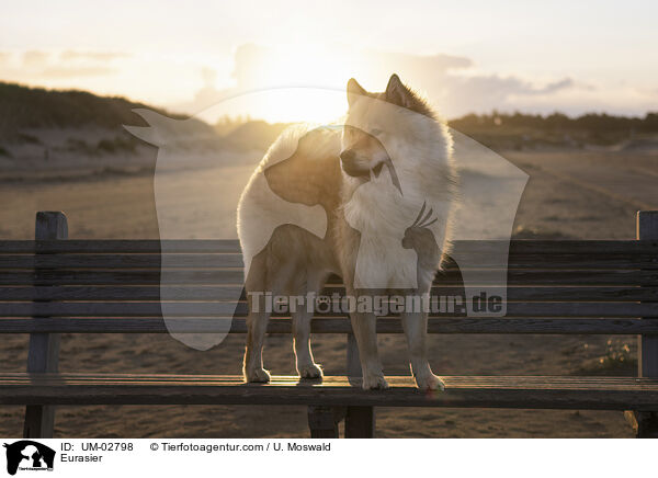 Eurasier / Eurasier / UM-02798