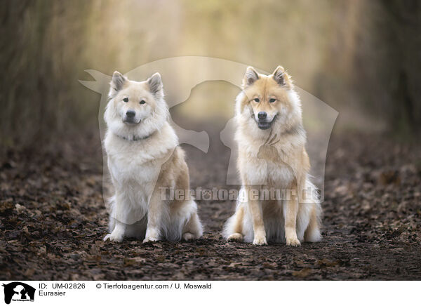 Eurasier / Eurasier / UM-02826