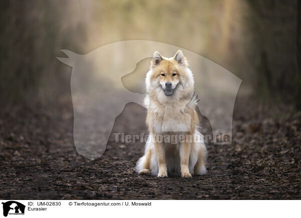 Eurasier / Eurasier / UM-02830