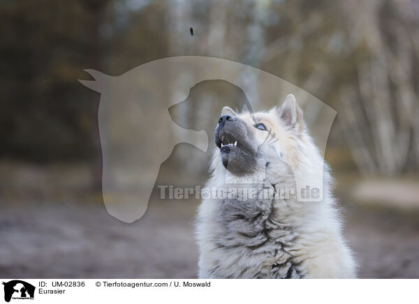 Eurasier / Eurasier / UM-02836