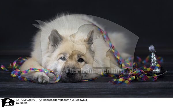 Eurasier / Eurasier / UM-02840