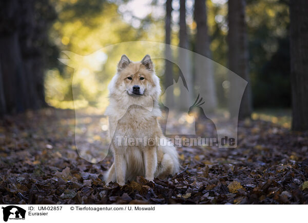 Eurasier / Eurasier / UM-02857
