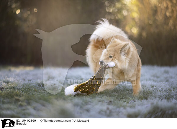Eurasier / Eurasier / UM-02869